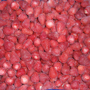 Frozen Strawberry Sweet Charlie